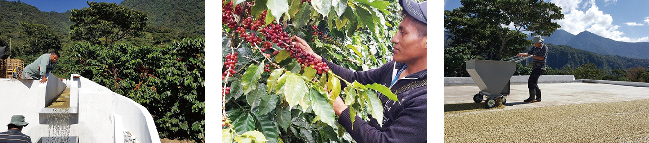 https://mikado-coffee.com/wp-content/uploads/2020/06/guatemala_s01.png