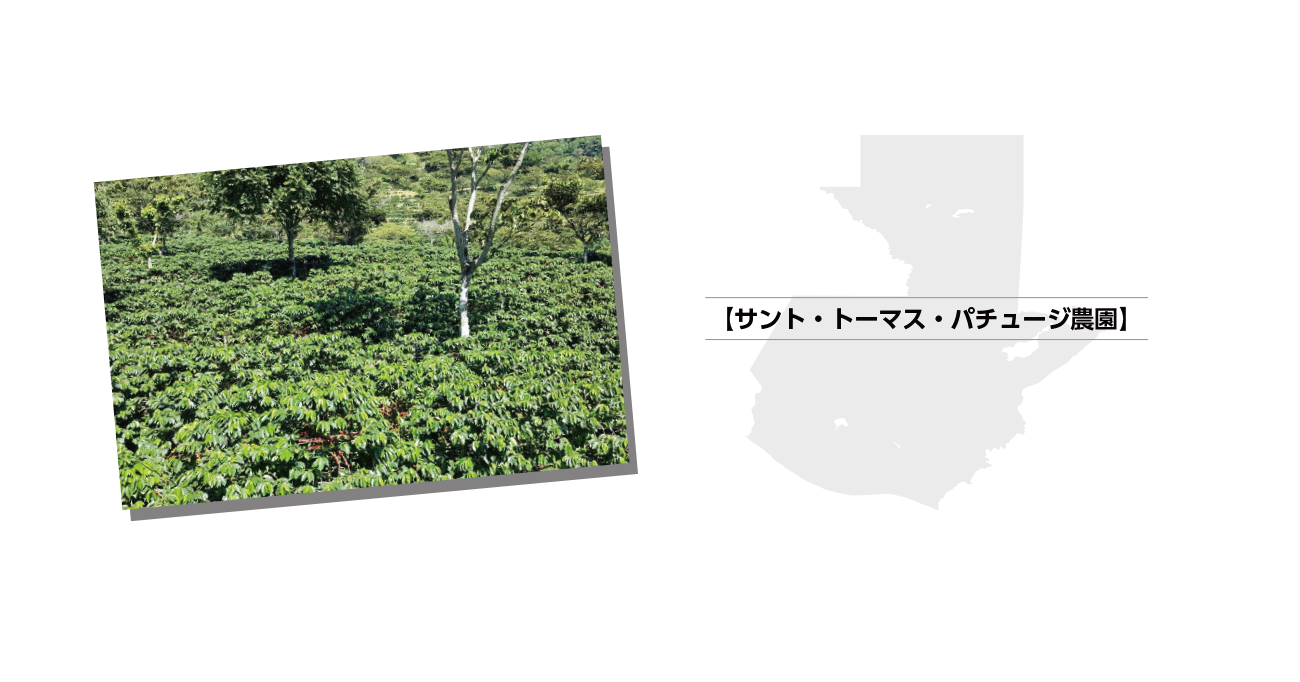 https://mikado-coffee.com/wp-content/uploads/2020/06/guatemala_s01.png